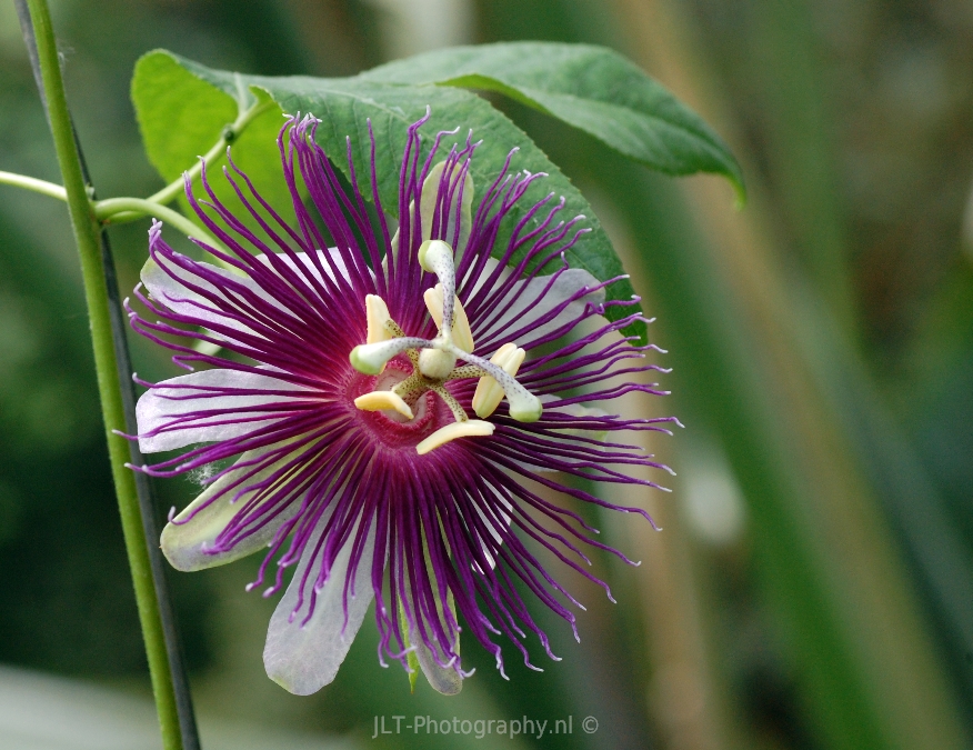 Passiflora flower