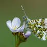 Orange tip