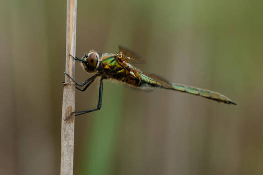 Downy Emerald