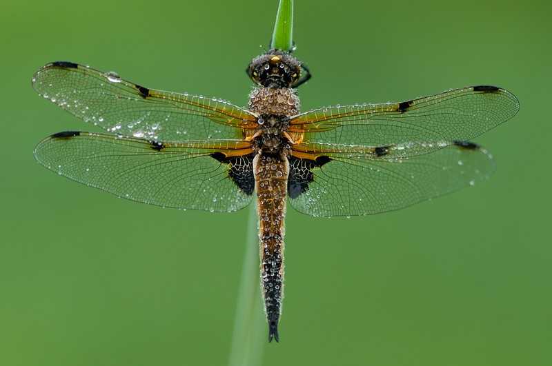 Libellula quadrimaculata in the morning dew