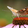 Vanessa cardui