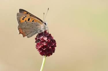 Lycaena phlaeas' last days