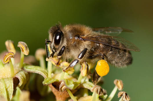 Apis mellifera