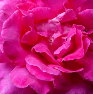 Close up to Rose