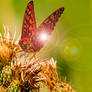 Blue Lake Butterfly