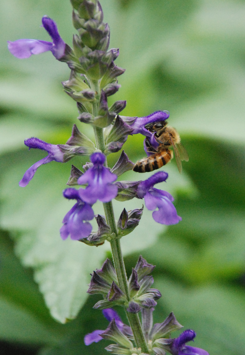 Busy Little Bee