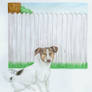 Jack Russel Terrier