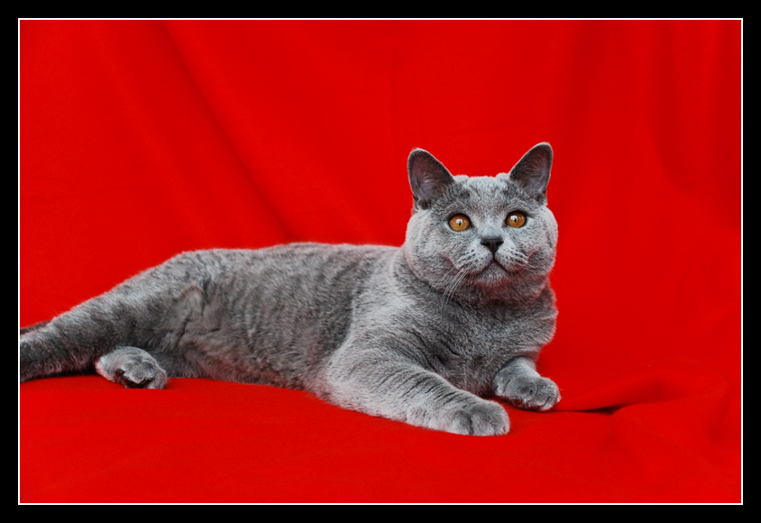 British Shorthair on red