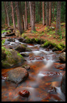 Dead Forest River