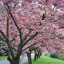 Spring tree 01