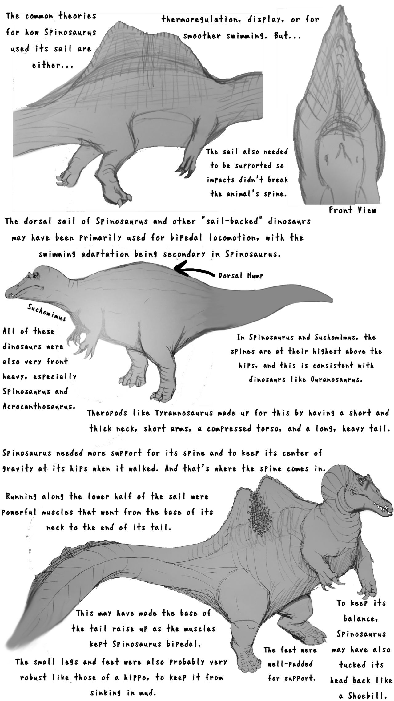 Spinosaurus Sail Concept By Evan4610 On DeviantArt spinosaurus-sail-concept-by-evan4610-on-deviantart