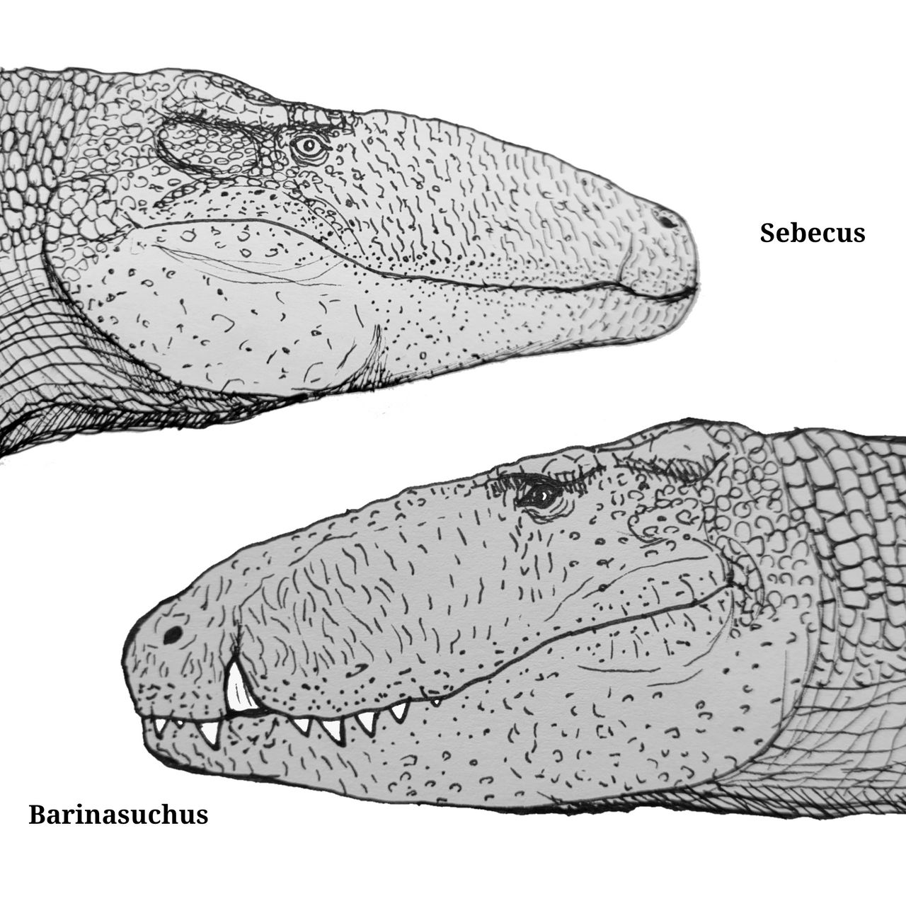 Sebecus Skeleton Sebecus and Barinasuchus by Evan4610 on DeviantArt