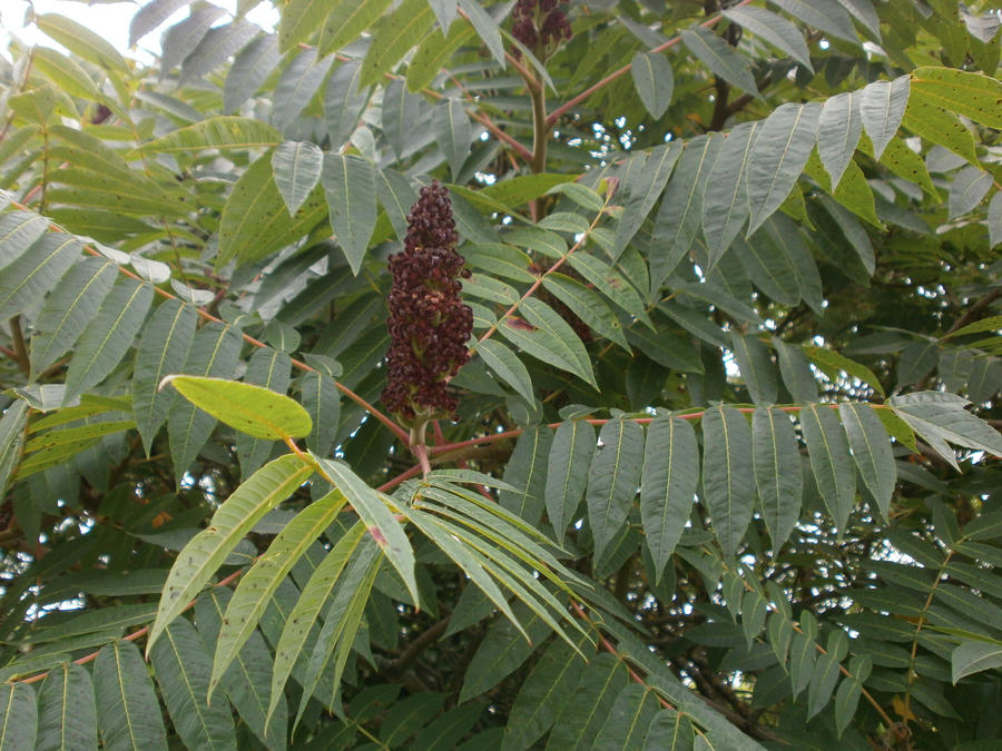 Sumac veneneux