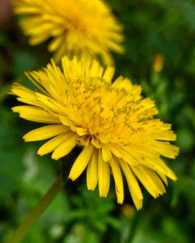 Dandelions