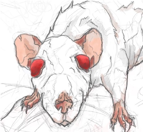 Rat