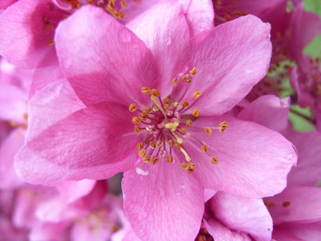 Pink Blossom