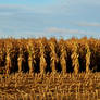 Harvest, Wisconsin