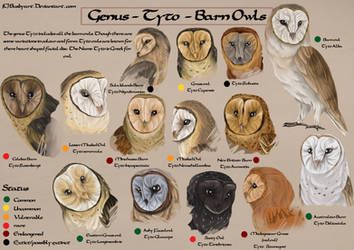 Tyto species chart