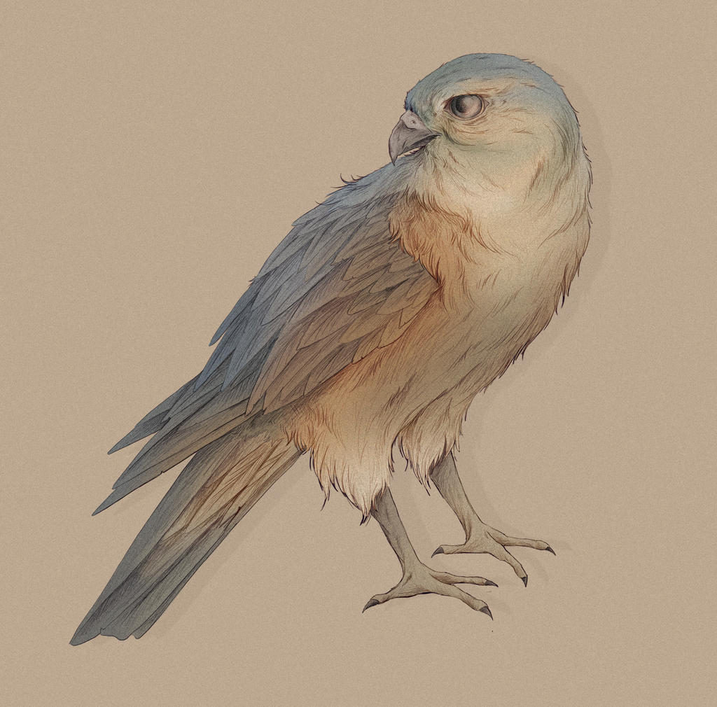 little merlin test