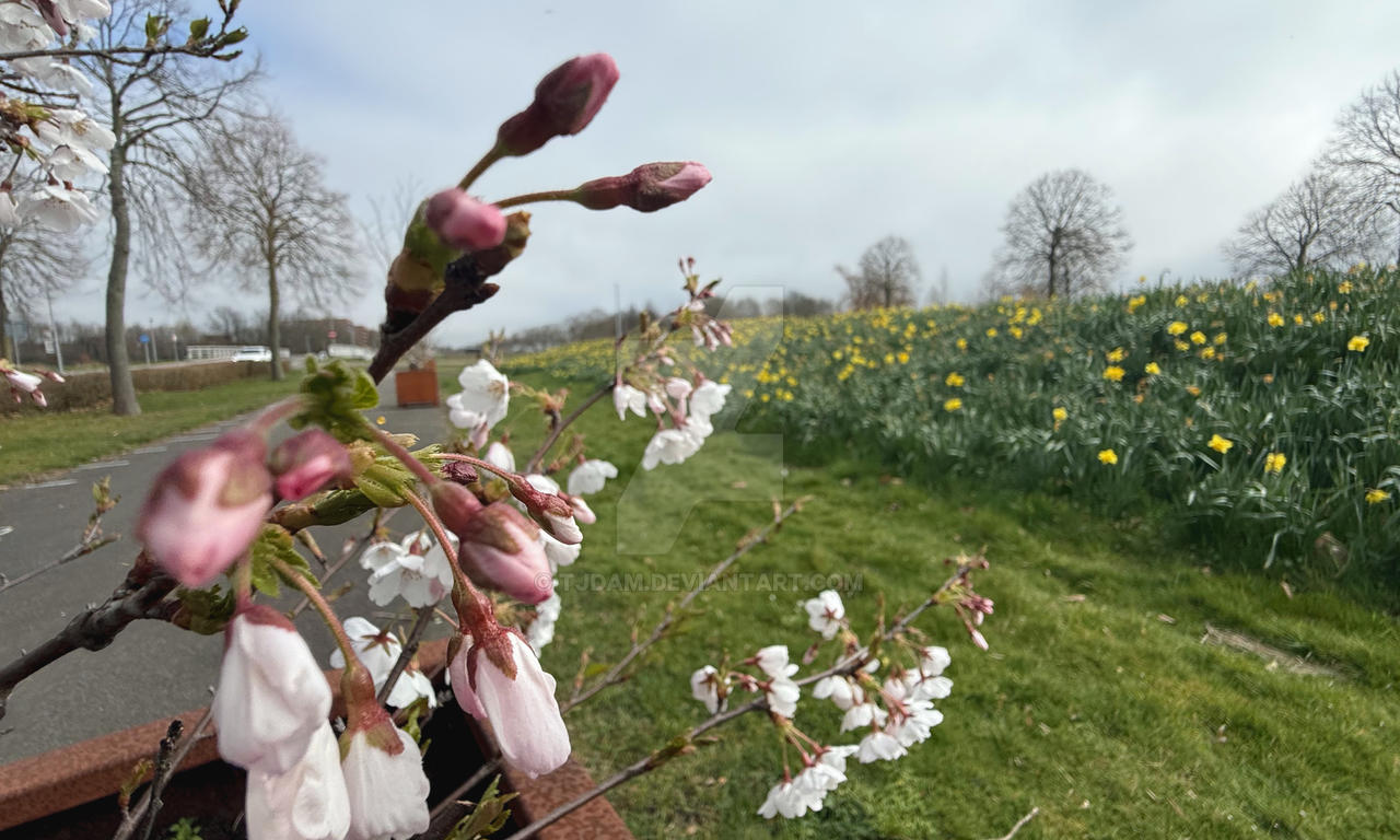 Spring Whispers Where Spring Whispers Twice by TJDAM on DeviantArt