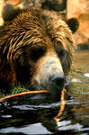 Bear of the river by Dj-Fill-Flash