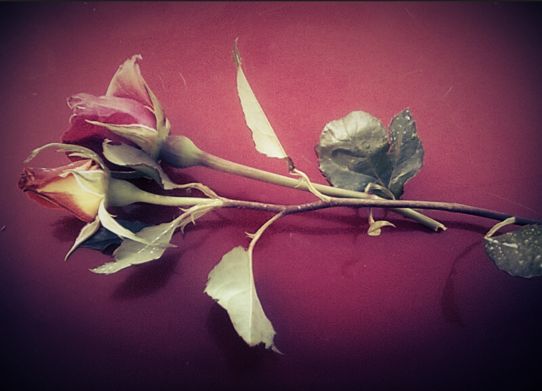 two roses by TearsOfLynx on DeviantArt