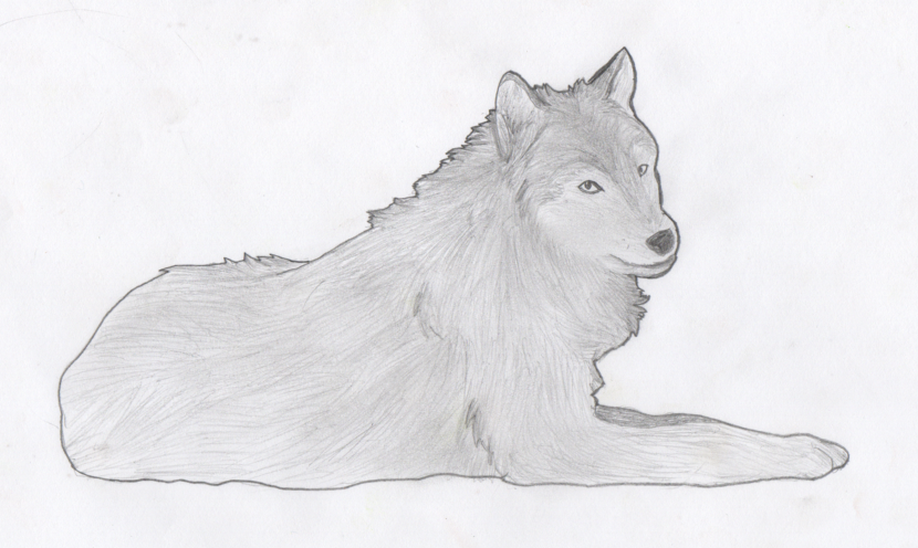 Wolf