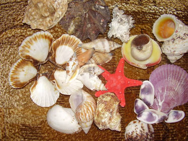 sea shells