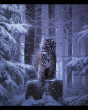 Lil Tiger by ChiantyVex Lil Tiger by ChiantyVex