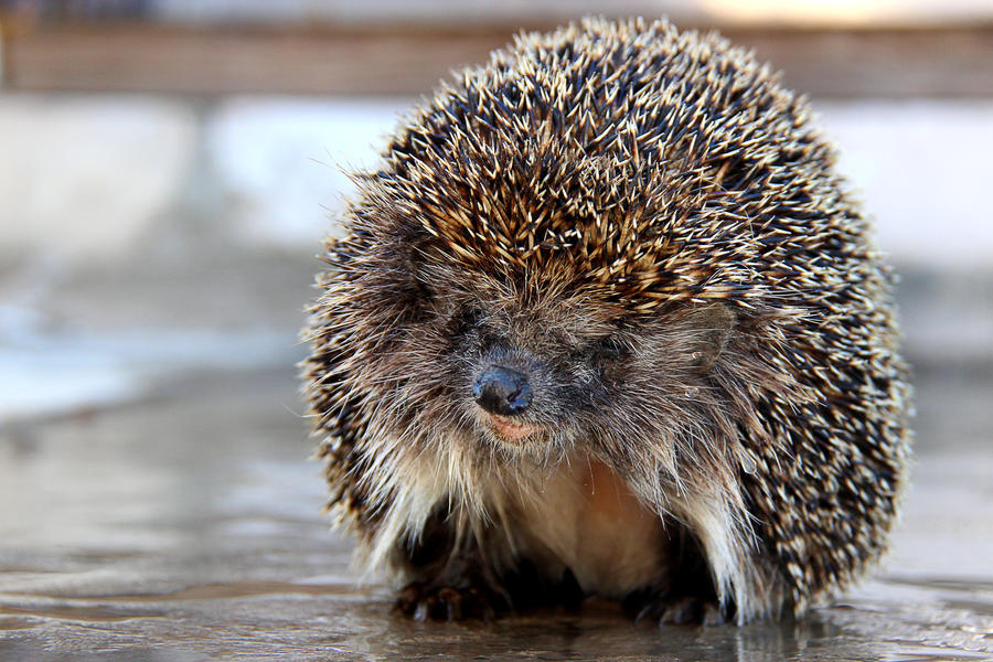 Hedgehog (Erinaceus europaeus)