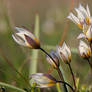 Tulipa biflora