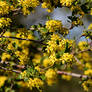 Ribes aureum