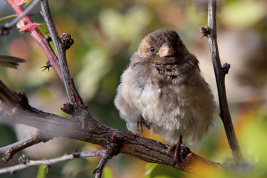 Sparrow