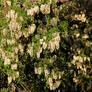 Robinia pseudoacacia