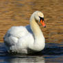 Swan 2