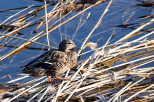 Mallard (Anas platyrhynchos) 2