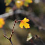 Currant leaves 2