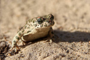 Bufo viridis 5