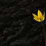 Tulipa biebersteiniana (Tulipa sylvestris) 3