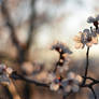 Apricot flowers 10