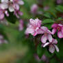 Decorative apple-tree 3