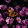 Vanessa cardui 7