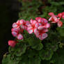 Pelargonium 2