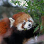 Red Panda