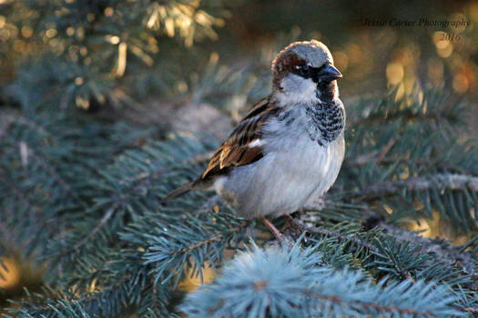 Sparrow