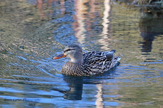 Evening Swim