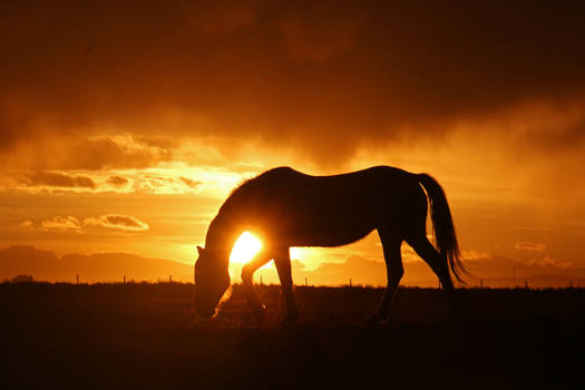 Equine Sunset