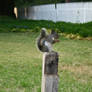 Douglas Squirrel Posing