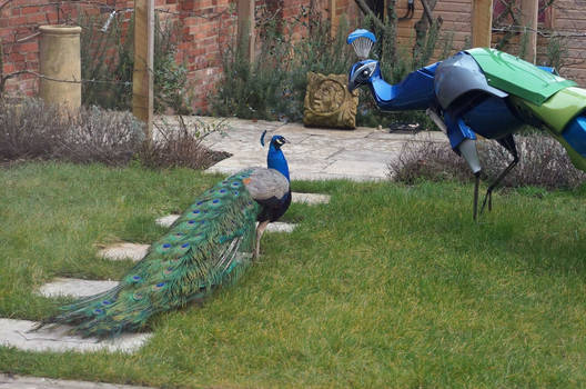 Peacock Standoff