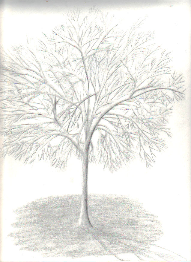 Graphite Tree by ewebster123 on DeviantArt